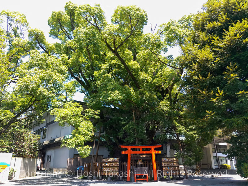 富知六所浅間神社の大クス