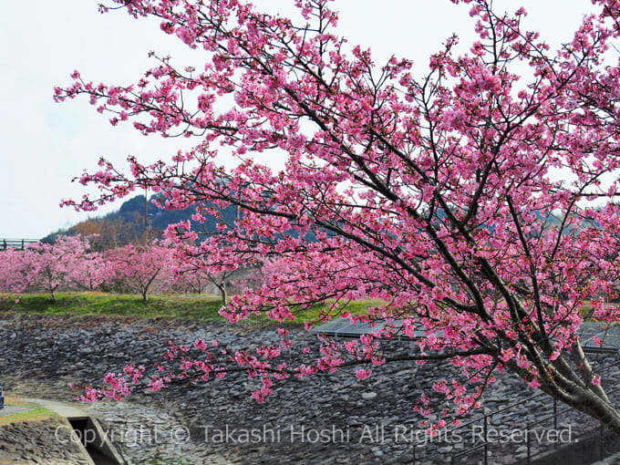 藤枝総合運動公園の河津桜