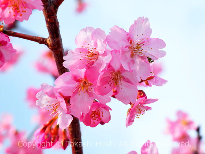 藤枝総合運動公園に咲く河津桜の花