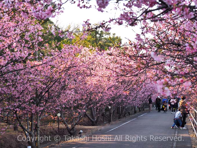 浜岡砂丘さくら祭りの河津桜の並木道