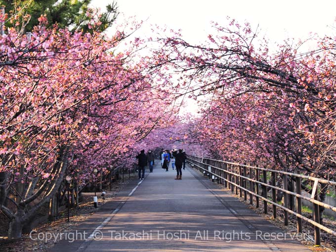 浜岡砂丘さくら祭りの河津桜の桜トンネル