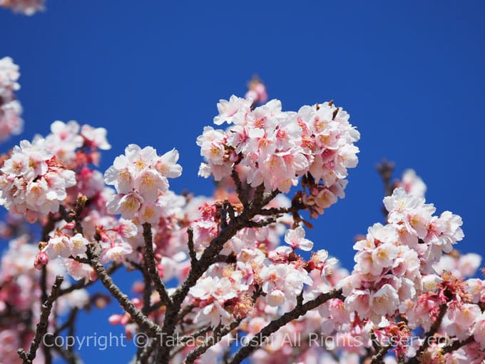 清水清見潟公園に咲く薄寒桜