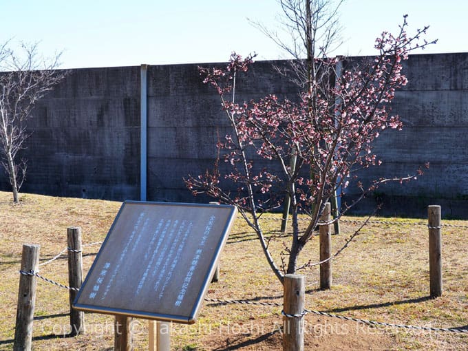 全米桜の女王が興津親善訪問にて植樹された薄寒桜
