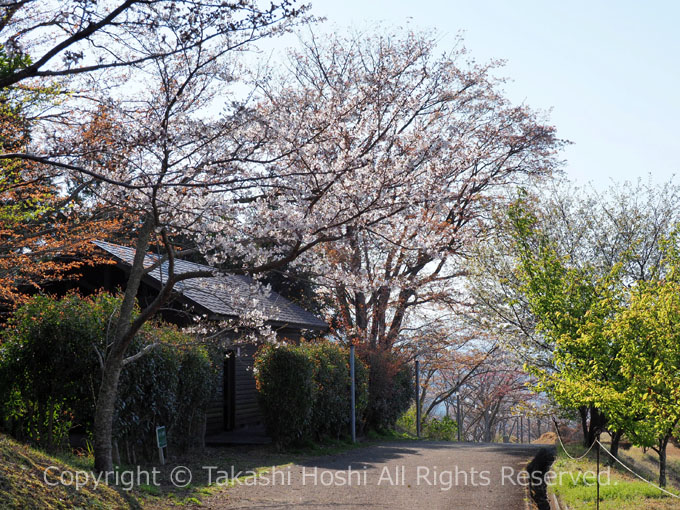 六仙の里の桜