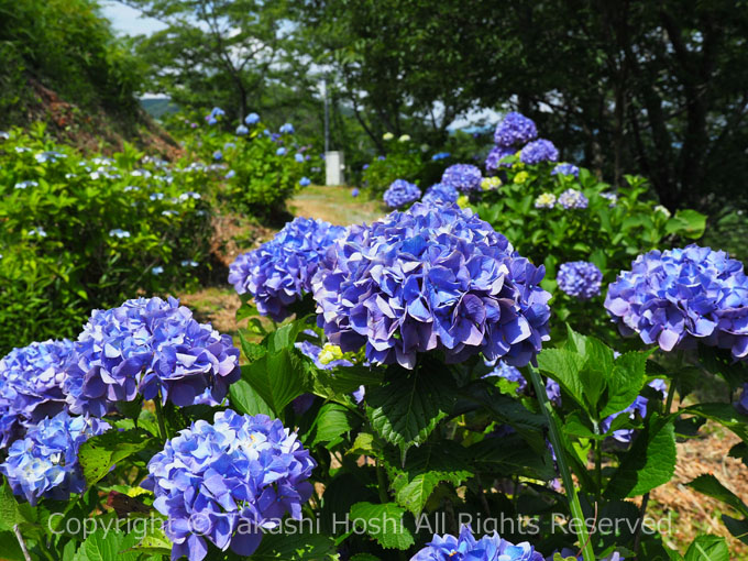 六仙の里の紫陽花