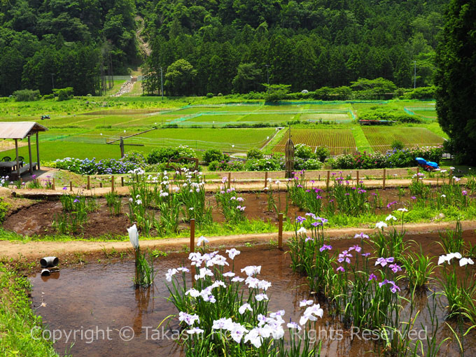 のどかな里山にある伊豆高原花しょうぶ園