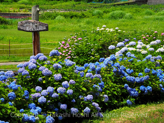 伊豆高原花しょうぶ園の紫陽花