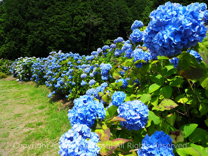 伊豆高原花しょうぶ園入口のアジサイ