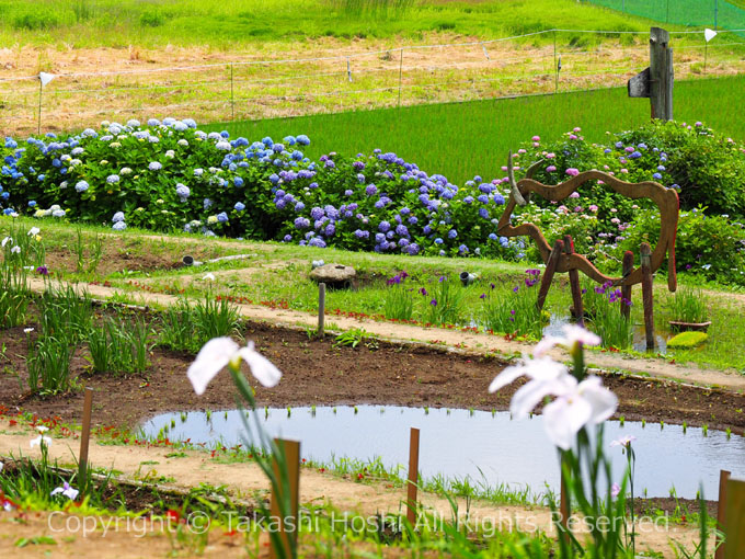 伊豆高原花しょうぶ園の『池の赤牛伝説』