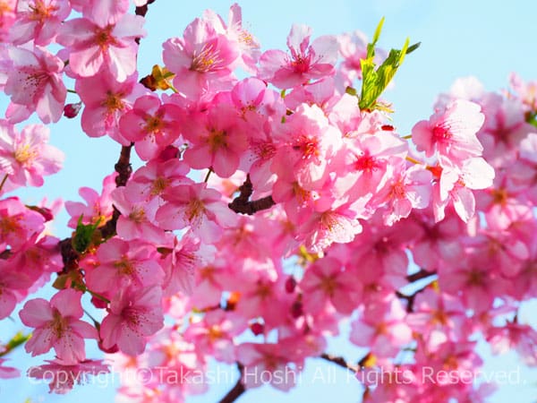 福田沢里山公園の河津桜