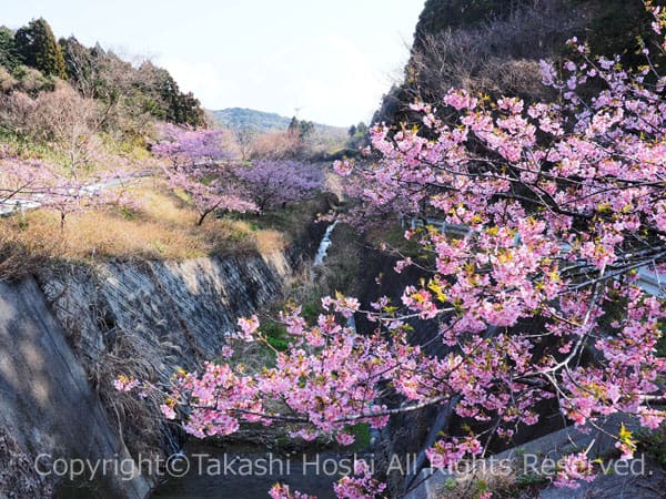 散歩道福田沢の河津桜