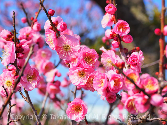 濃いピンクのウメの花