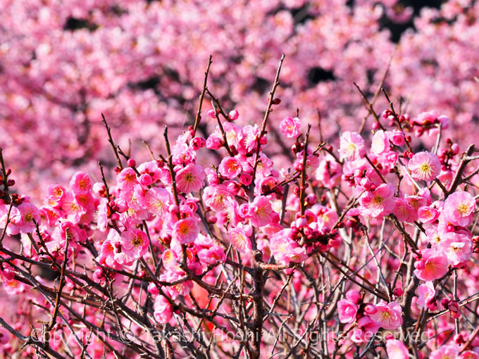 寿の紅梅とあらさわ紅桜