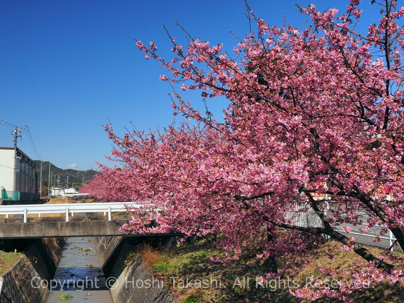 南松野の河津桜