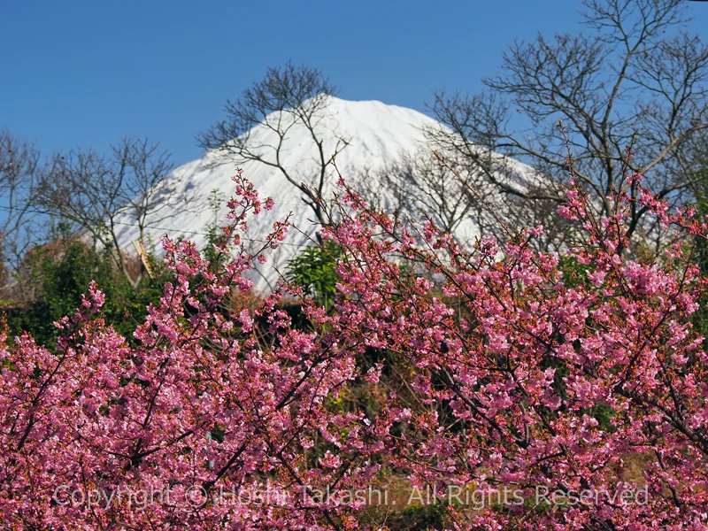 南松野の河津桜越しの富士山