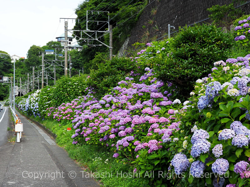 アジサイ街道に咲く紫陽花