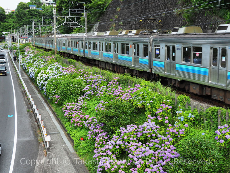 JR伊東線の法面に咲くアジサイ街道の紫陽花