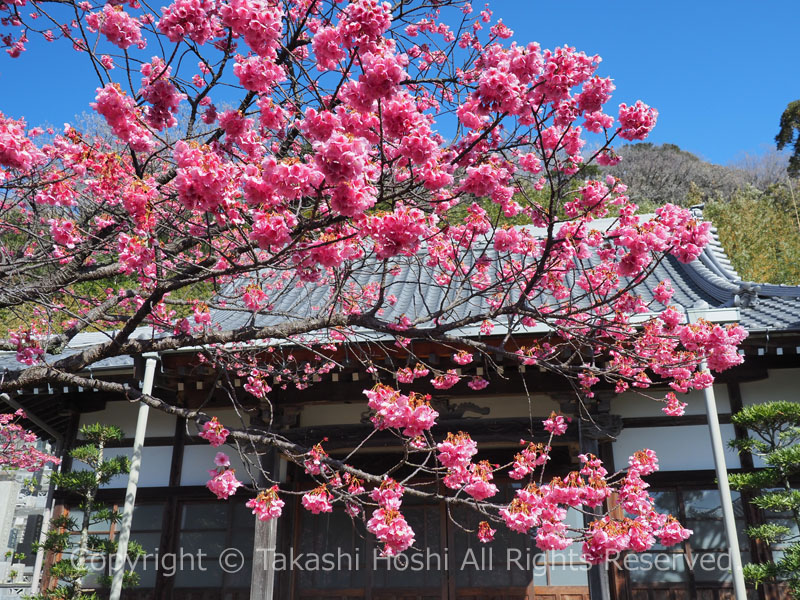 万福寺の土肥桜