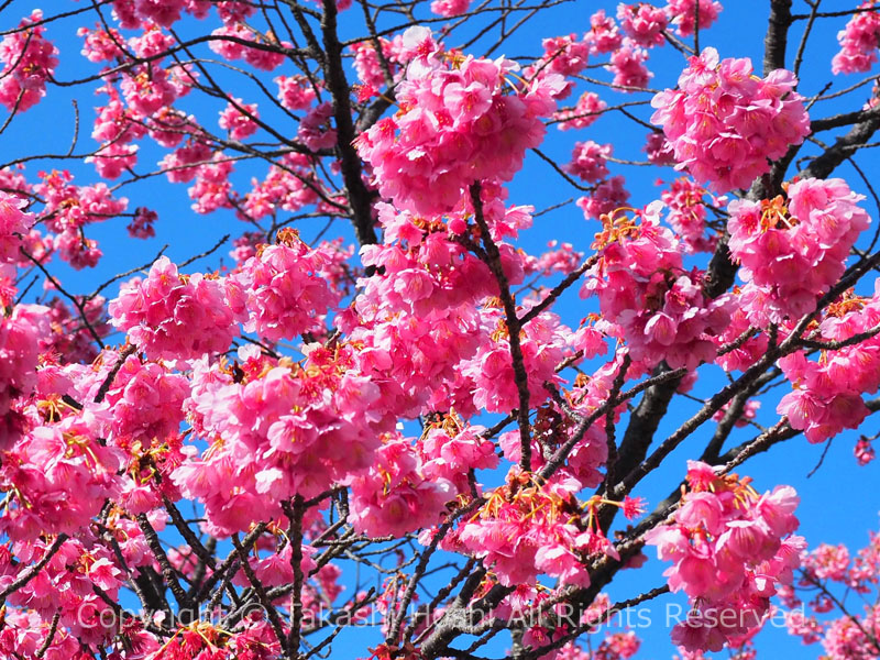 萬福寺の土肥桜