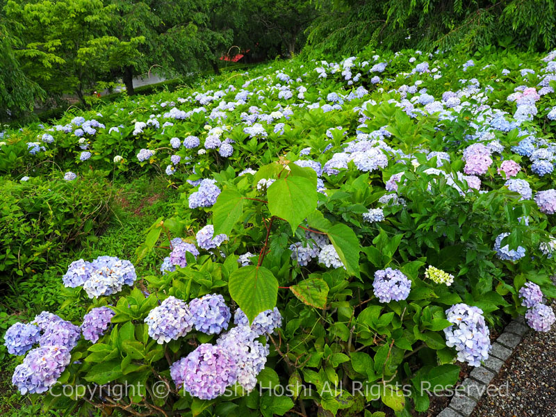 原田公園の紫陽花
