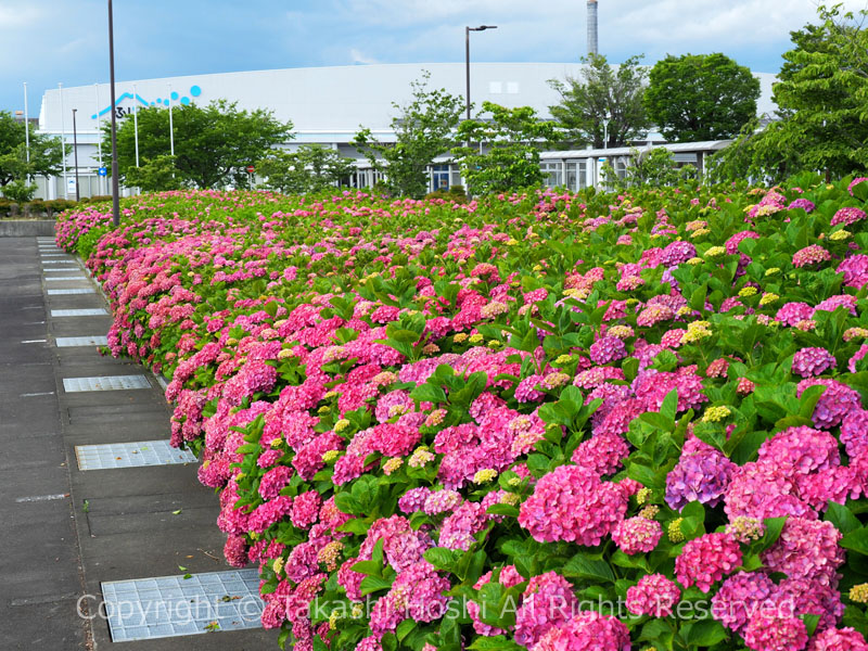 ふじさんめっせの紫陽花