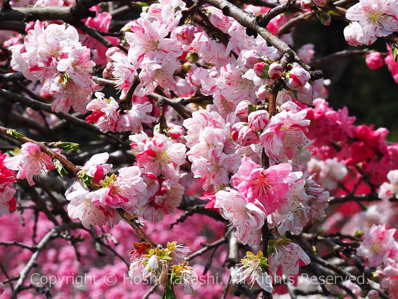 白・赤・ピンクの花が咲くしだれ桃