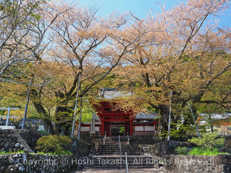 妙松寺の夫婦桜の木