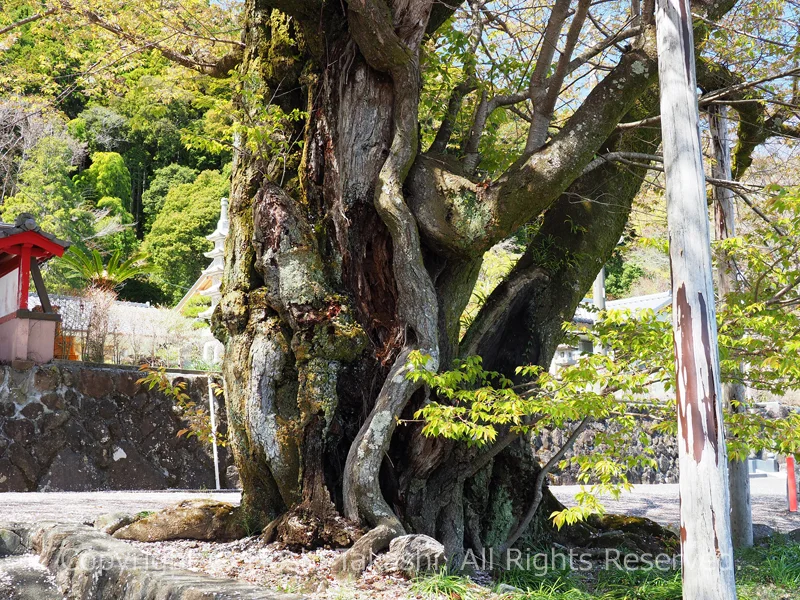 妙松寺の参道右手の夫婦桜