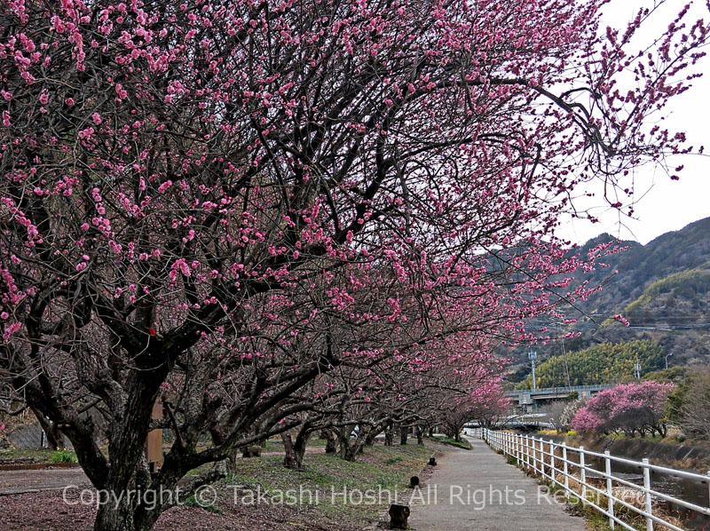 城山梅園の小坂川沿いの道