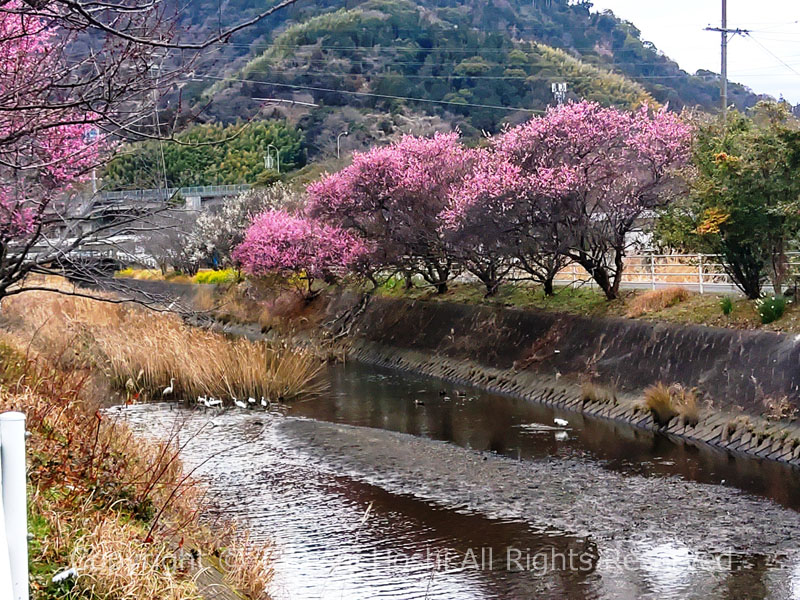 城山梅園横を流れる小坂川