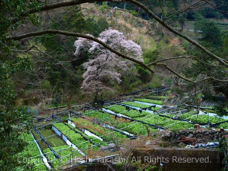 有東木わさび田に咲く一本桜