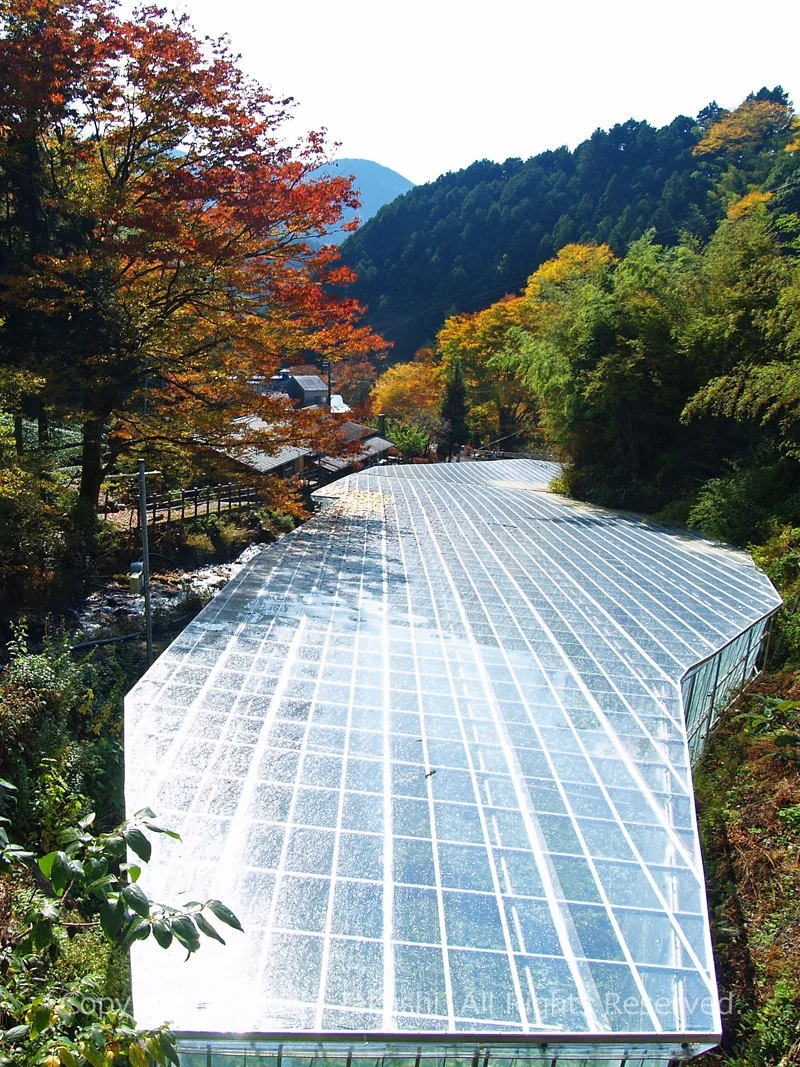 ハウス栽培のわさび田