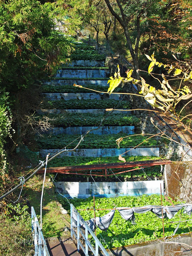 昔ながらの有東木わさび田