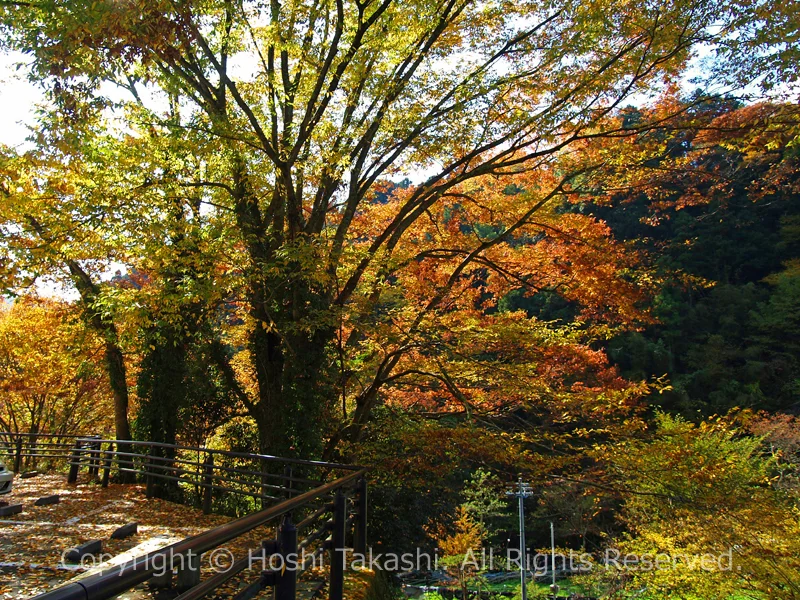 有東木の紅葉