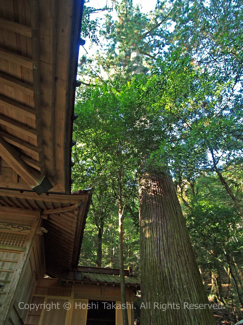 有東木白髭神社の大スギ