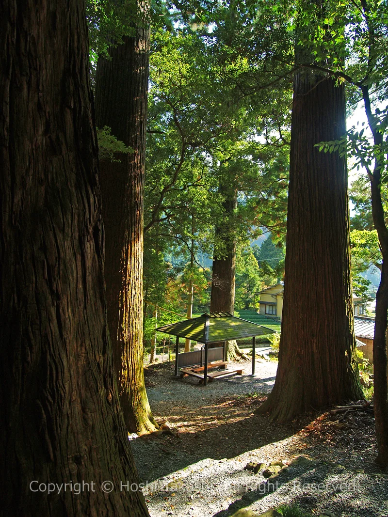 推定樹齢は600年の有東木白髭神社の大スギ