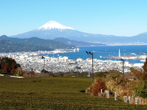 茶畑越しの富士山