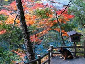 寸又峡の紅葉