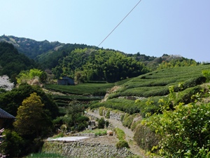 玉露の里の風景