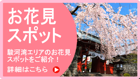静岡・伊豆の桜の名所