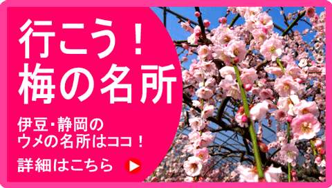 静岡・伊豆のウメ
