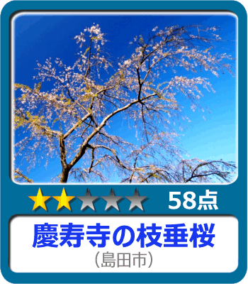 慶寿寺の枝垂桜