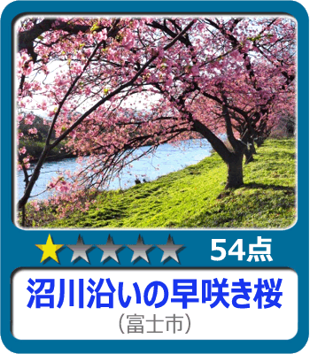 沼川沿いの早咲き桜