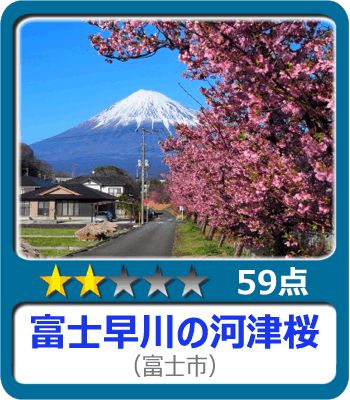 富士早川の河津桜
