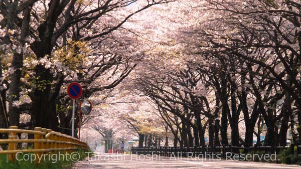 新桜トンネル (川根) --- 島田市観光ガイド『駿河湾☆百景』