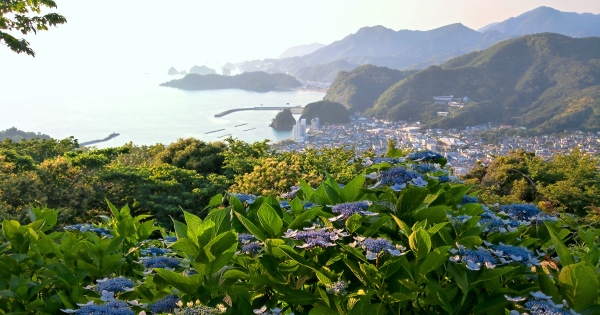 あじさいの丘 --- 松崎町観光ガイド『駿河湾☆百景』