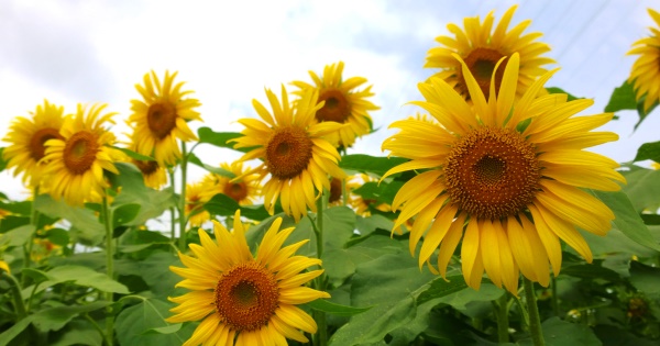 富士山ひまわり畑 --- 富士市観光ガイド『駿河湾☆百景』