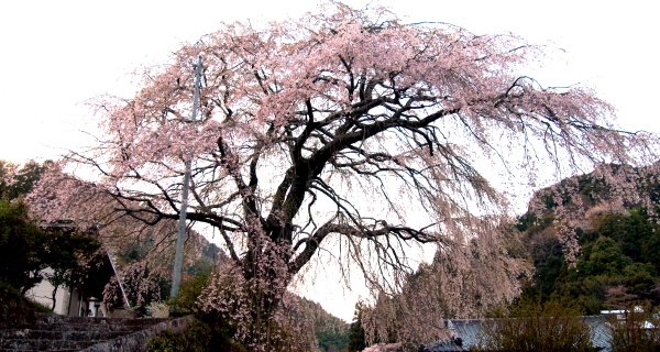 旧船原小学校跡のしだれ桜 (天城) 伊豆市観光ガイド『駿河湾★百景』