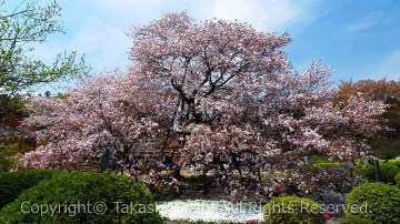 狩宿の下馬桜