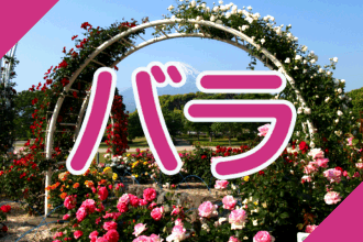 静岡・伊豆のバラ